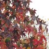 Sweetgum Worplesdon #3 - Image 2